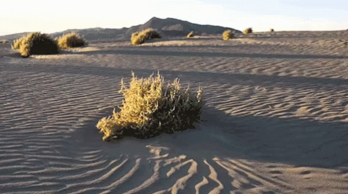 Tumbleweed Barren GIF