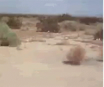 Tumbleweed Bola GIF