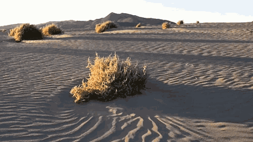 Tumbleweed Desert GIF