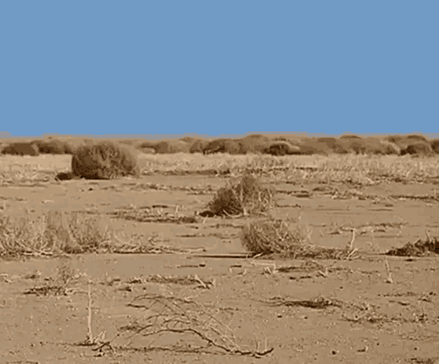 Tumbleweed Desert GIF