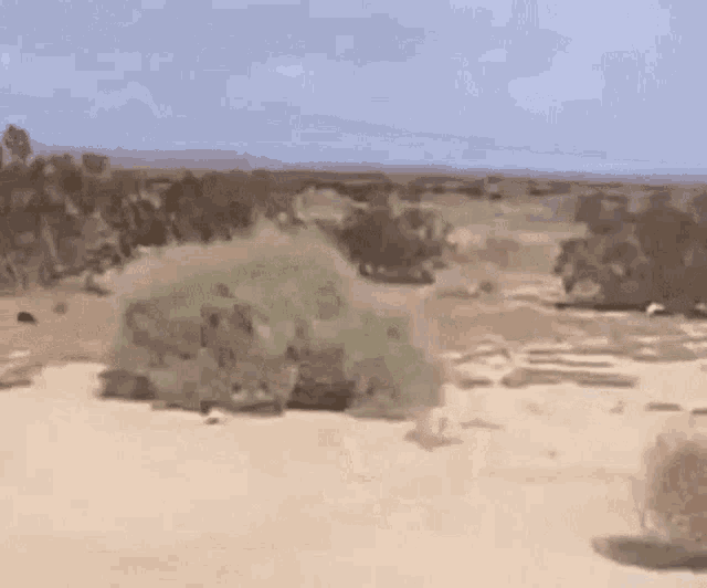 Tumbleweed Desert GIF
