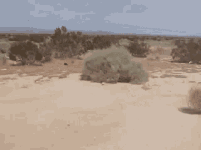 Tumbleweed Silence GIF