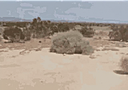 Tumbleweeds Desert GIF