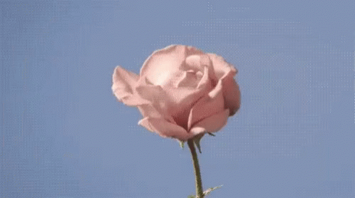 Tumblr Pastel GIF. This 498 x 278 animated GIF is part of our pastel grunge tumblr backgrounds collection. Related themes include love, tumblr. View the…