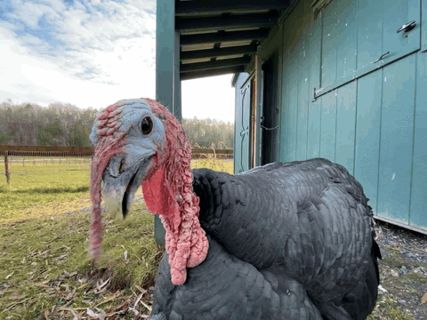 Turkey Gobble GIF