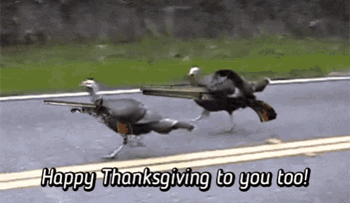 Turkey Mad GIF