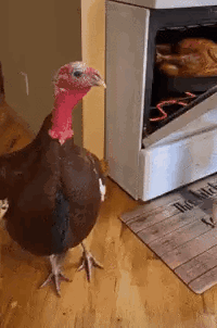 Turkey Thanksgiving GIF