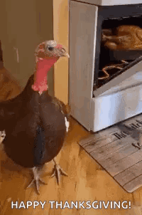 Turkey Thanksgiving GIF