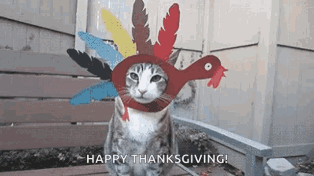 Turkey Thanksgiving GIF