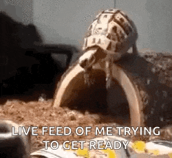 Turtle GIF