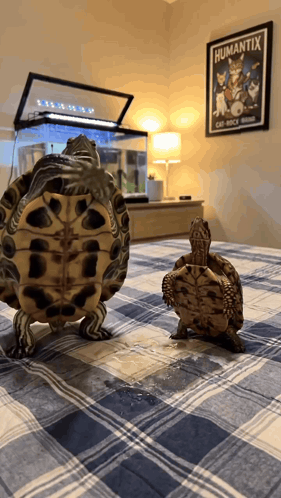 Turtle Dance Gang GIF