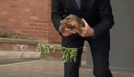 Turtle Riboon Cutting GIF. This 446 x 258 animated GIF is part of our cutting ribbon collection. Related themes include bite, turtle. View the original…