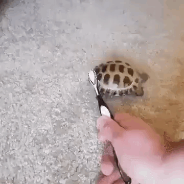 Turtle Scratch GIF