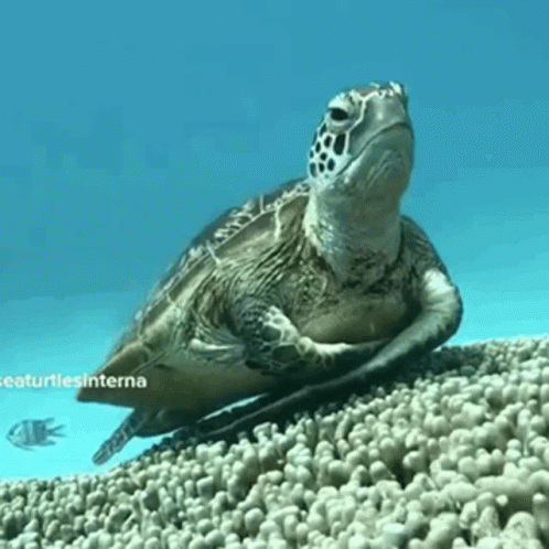 Turtle Sea GIF