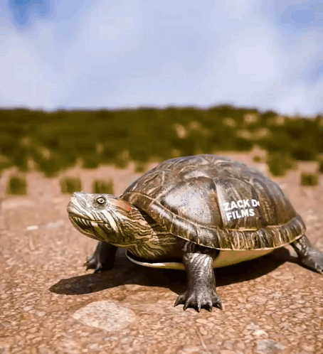 Turtle Shell GIF