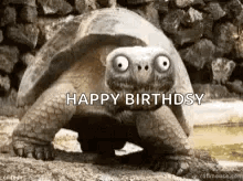 Turtle Smile GIF