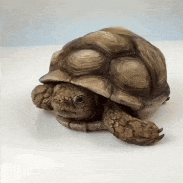 Turtle Warpath GIF