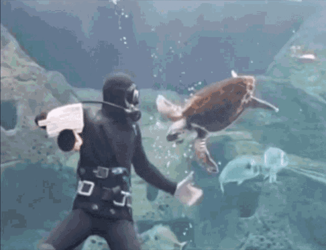 Turtle Water GIF