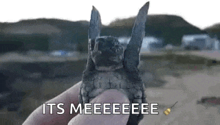 Turtle Waving GIF