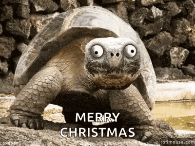Turtle Weird GIF