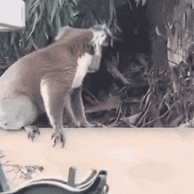 Tusareve Koala GIF