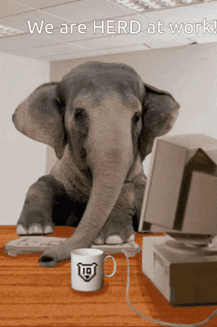 Tusks Tuskers GIF