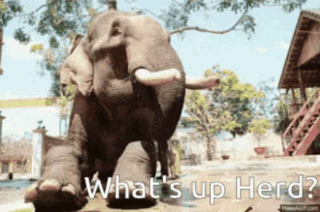 Tusks Tuskers GIF