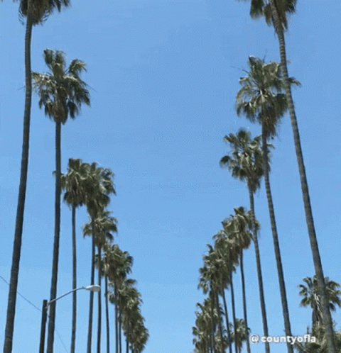 Tv GIF