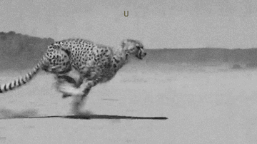 Twentyonepilotes Cheetah GIF
