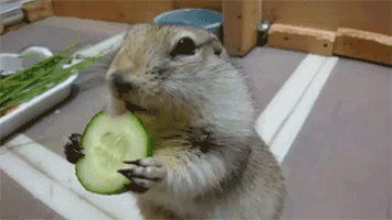 Twerkmaster9000 GIF. This 355 x 200 animated GIF is part of our funny squirrel collection. Created by twerkmaster9000. View the original animation, share…