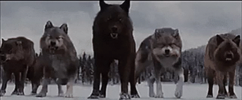 Twilight Wolves GIF. This 498 x 206 animated GIF is part of our running wolf collection. Related themes include twilight, wolf. Created by masoncarr2244…