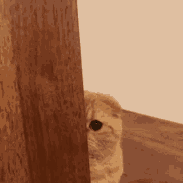 Twtjjk GIF
