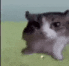 Ty GIF