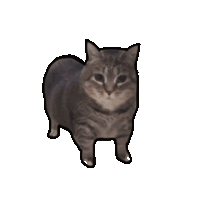U I A Cat Sticker