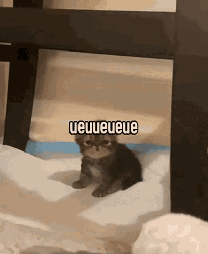 Ueuueueue Kitten GIF