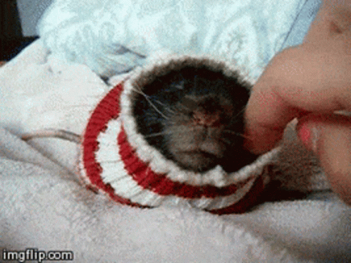 Ugly Rat GIF