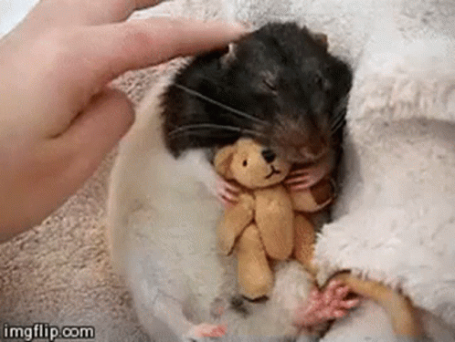 Ugly Rat GIF