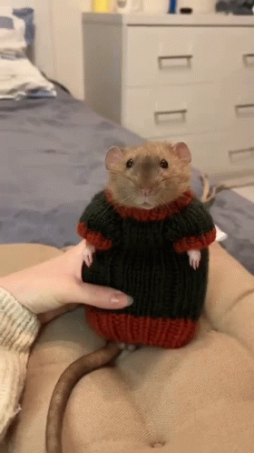 Ukr Rat GIF