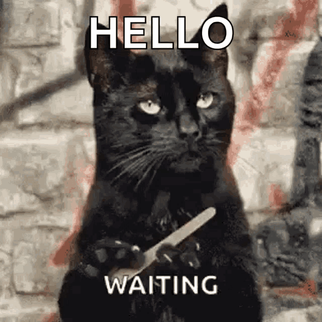 Unamused Cat GIF