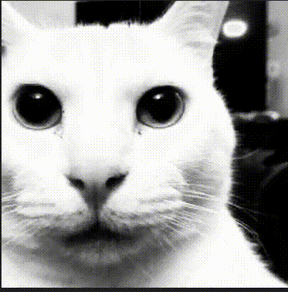 Uncanny Cat Robert Helpmann GIF