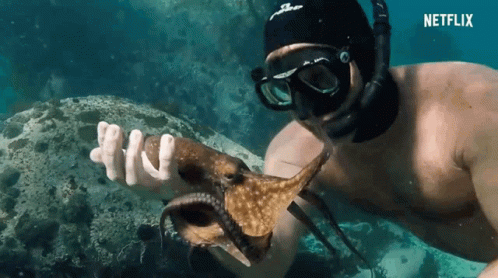 Underwater My Octopus Teacher GIF