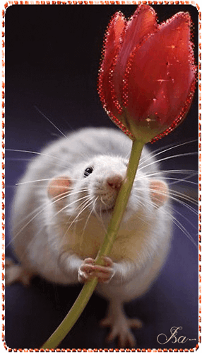 Une Souris Rat GIF