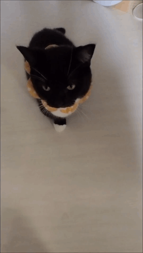 Uni Cat Handshake Paw Cute Silly GIF