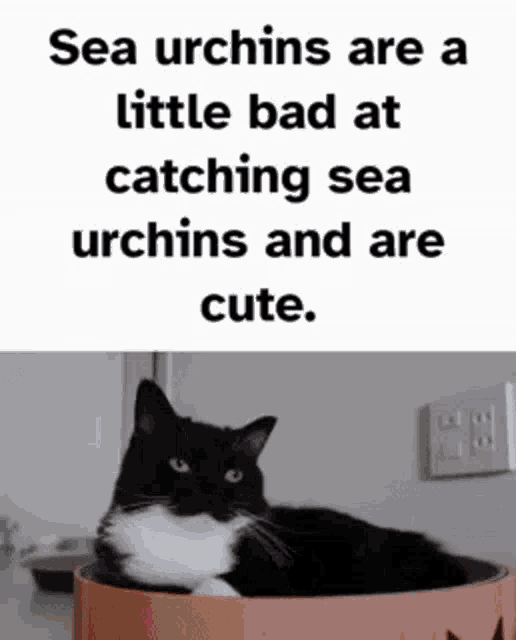 Uni Uni Cat GIF