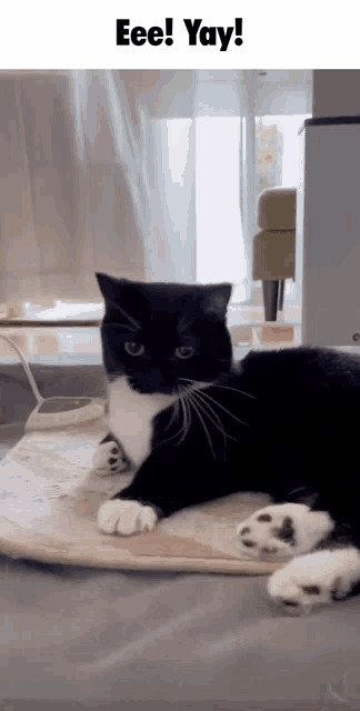 Uni Unicouniuni GIF