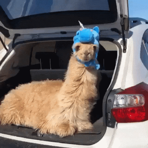 Unicorn Llama GIF. This 498 x 498 animated GIF is part of our lama collection. Related themes include unicorn. Created by greaternate. View the original…
