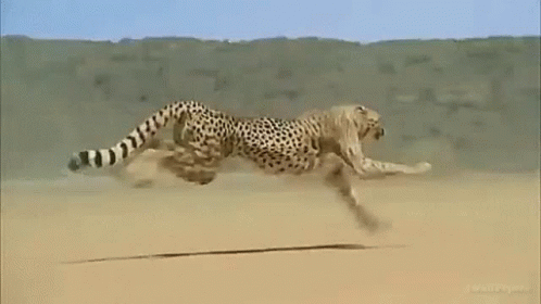 Unimpressed Cheetah GIF