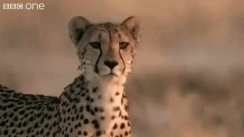 Unimpressed Cheetah GIF