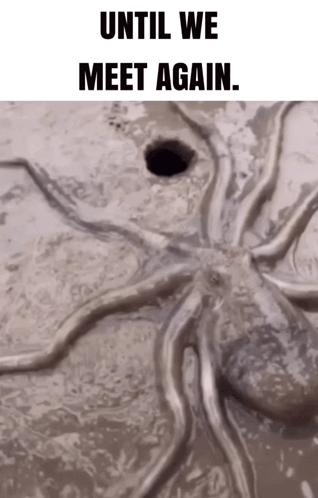 Until We Meet Again Octopus GIF