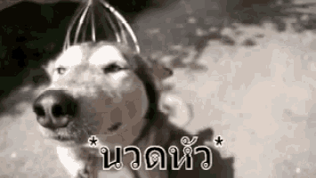 นวดหัว นวดขมับ หมา GIF